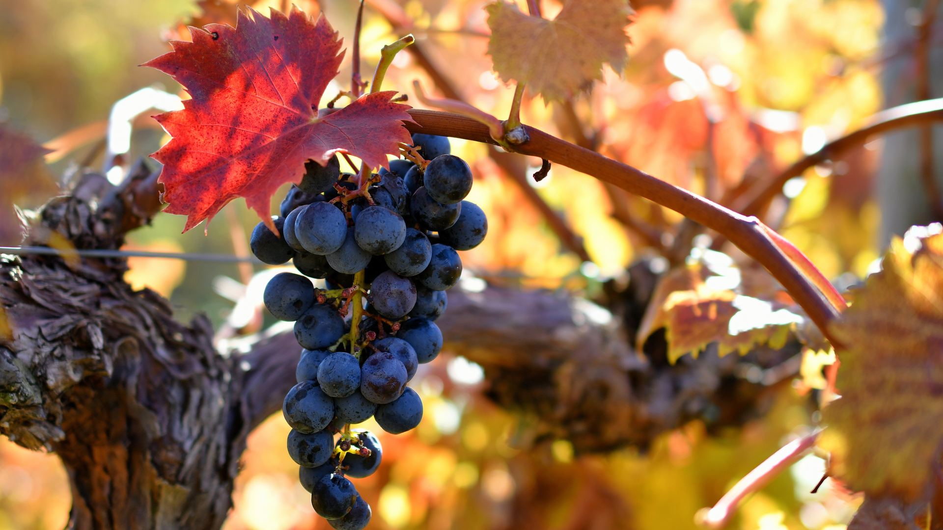 Grappolo d'uva nera in un vigneto italiano