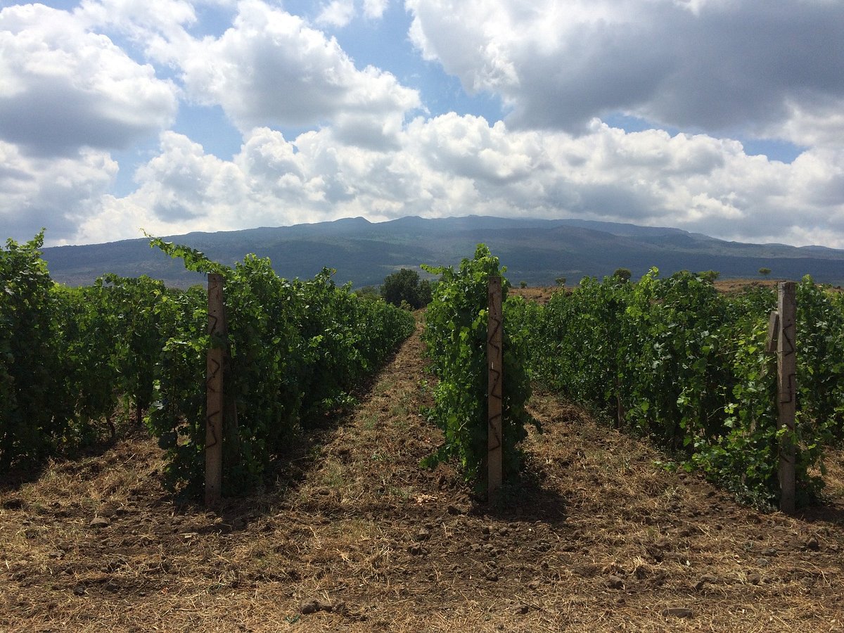 cantina-etna
