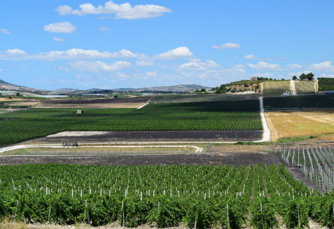 . Milazzo Vini - Sicilia | Cantine Eccellenti - Selection G. Milazzo Vini - Sicilia | Cantine Eccellenti - Selection
