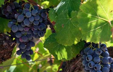 Milazzo Vini