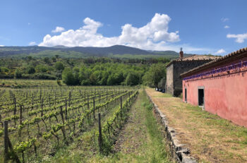 Planeta Vini | Cantine Eccellenti - Selection Planeta Vini | Cantine Eccellenti - Selection
