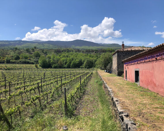 Planeta Vini | Cantine Eccellenti - Selection