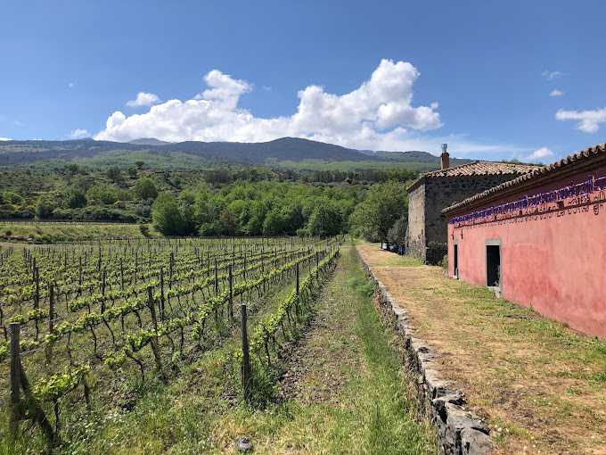 Planeta Vini | Cantine Eccellenti - Selection