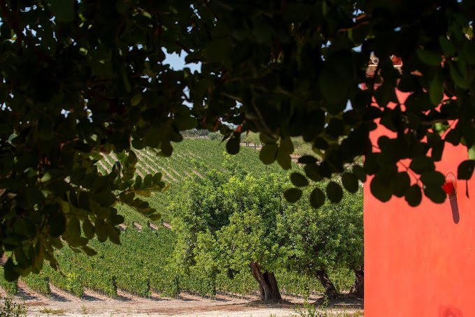 Planeta Vini | Cantine Eccellenti - Selection
