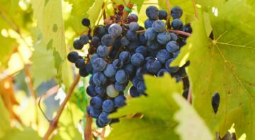 Bunches of red grapes on the vine