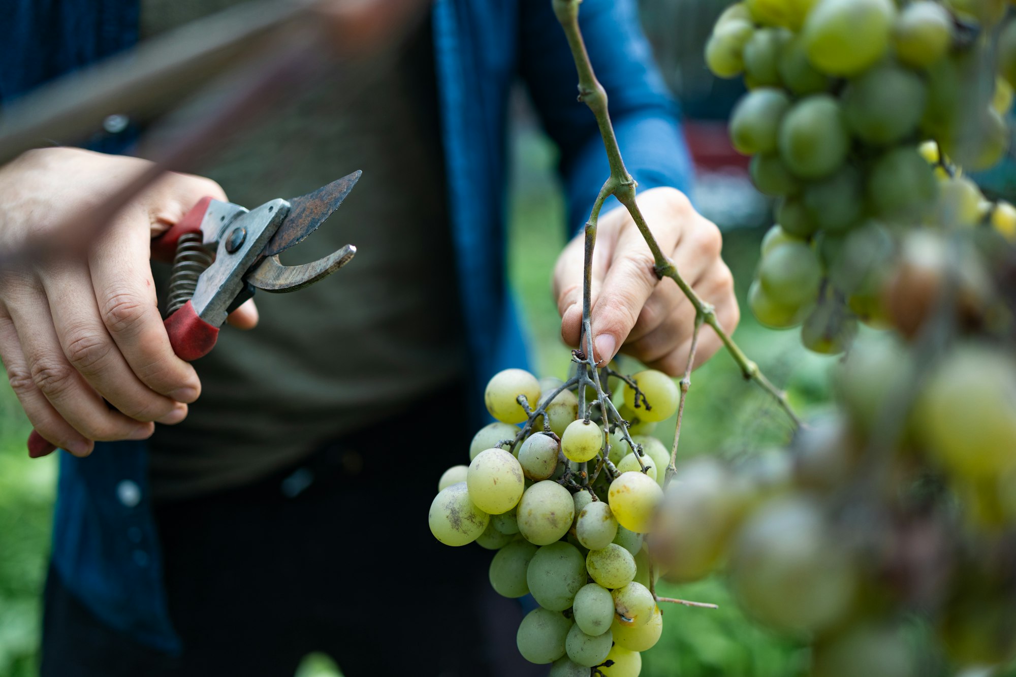 Close up hands of workers cutting white grapes from vines while harvesting wine in an Italian vineya