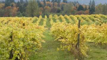Grape vines at a winery. Cowichan Valley, Vancouver Island, British Columbia, Canada.