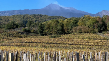 iVigneri - Cantina Etna | Cantine Eccellenti