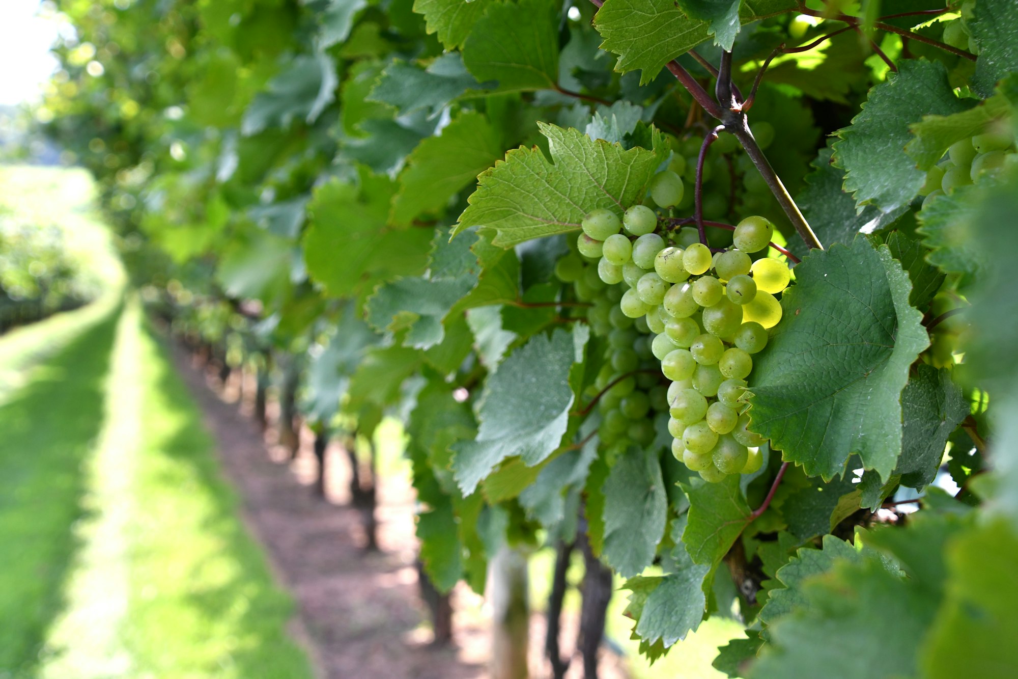 Lovely cluster of green grapes hanging on the vine in a vineyard with rows of vines Lovely cluster of green grapes hanging on the vine in a vineyard with rows of vines