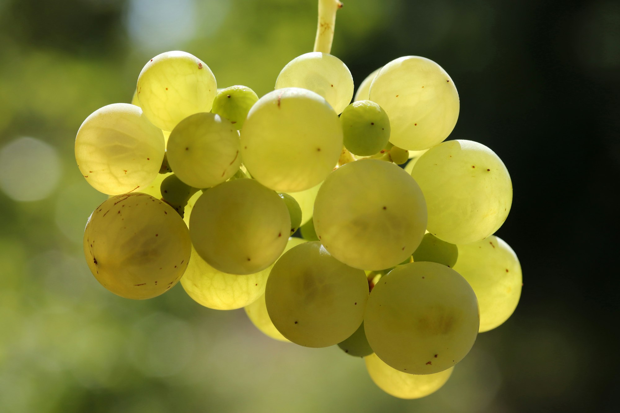 Ripe natural white grapes in autumn