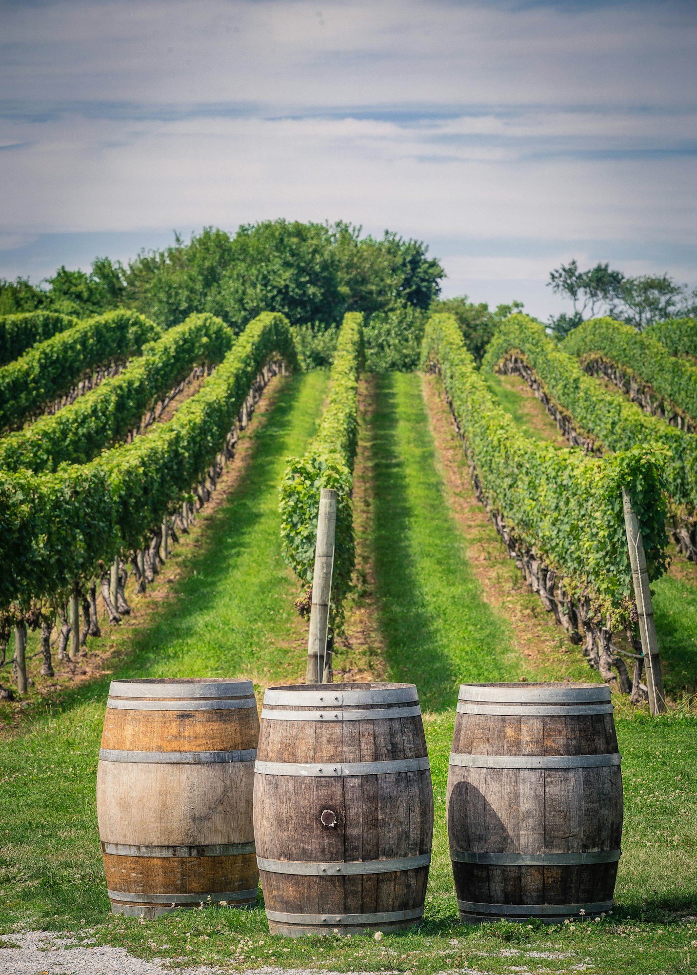 Three wine barrels in front of rows of wine grapes in a Long Island Vineyard