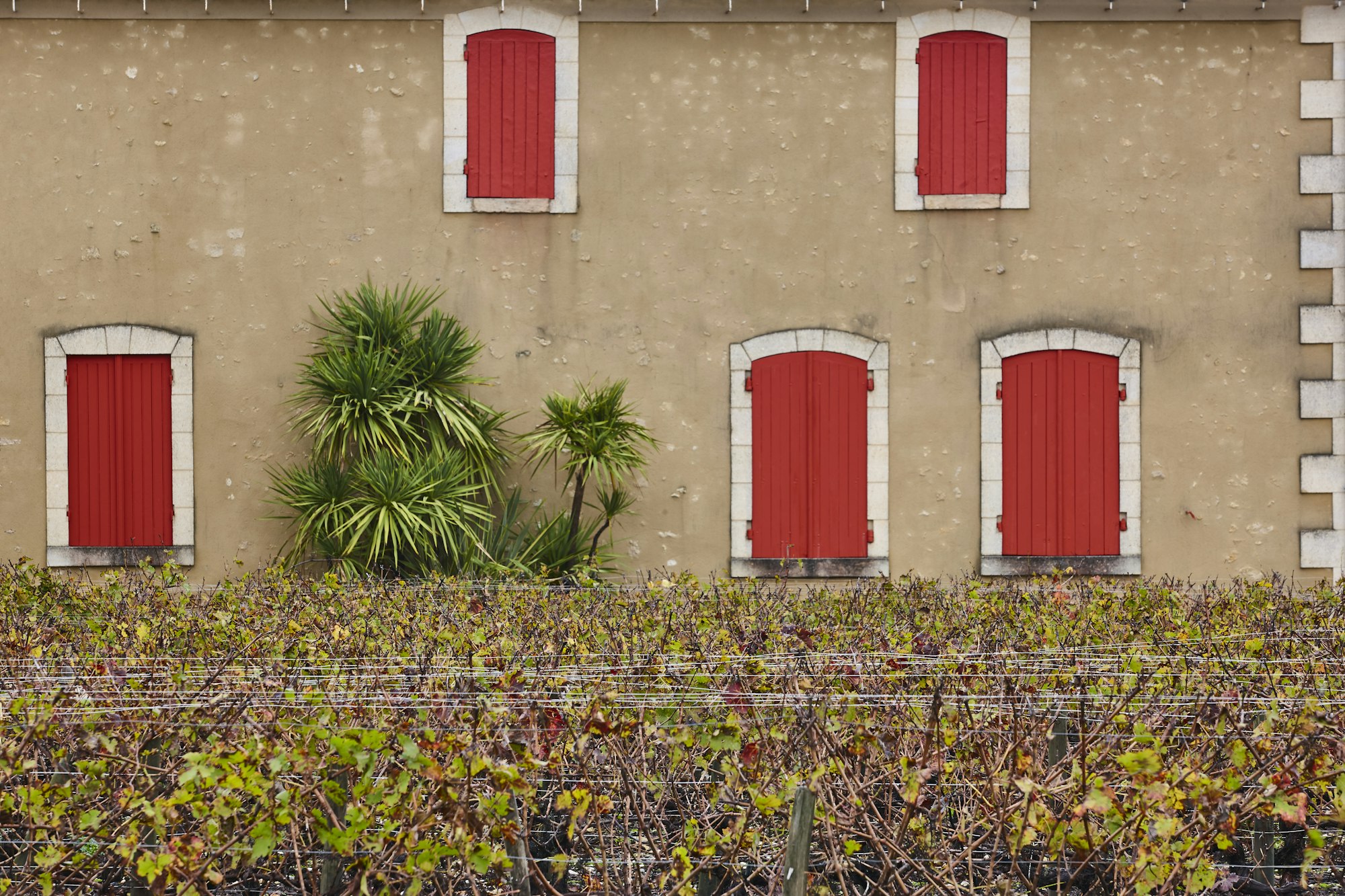 Traditional vineyard agriculture in Bordeaux. Winery in Aquitaine, France Traditional vineyard agriculture in Bordeaux. Winery in Aquitaine, France