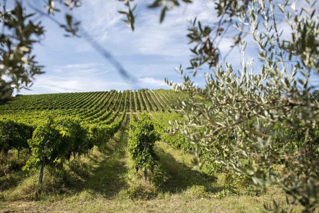 Vineyard rows and olive tree branches on foreground. Growing win