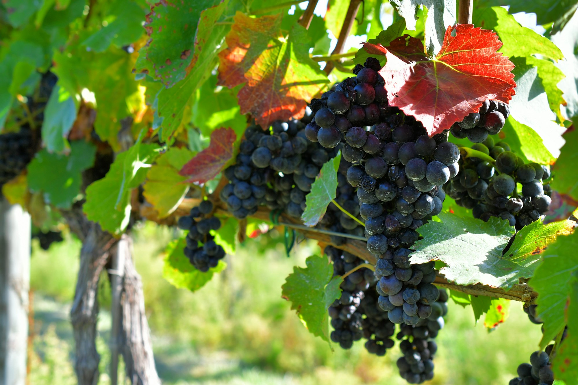 Vineyard with fall foliage - cluster of dark grapes hanging on vine in the vineyard autumn leaves Vineyard with fall foliage - cluster of dark grapes hanging on vine in the vineyard autumn leaves