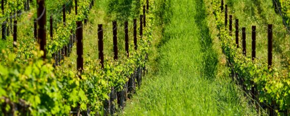 Vineyards in California, USA