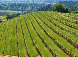 Vineyards in California, USA