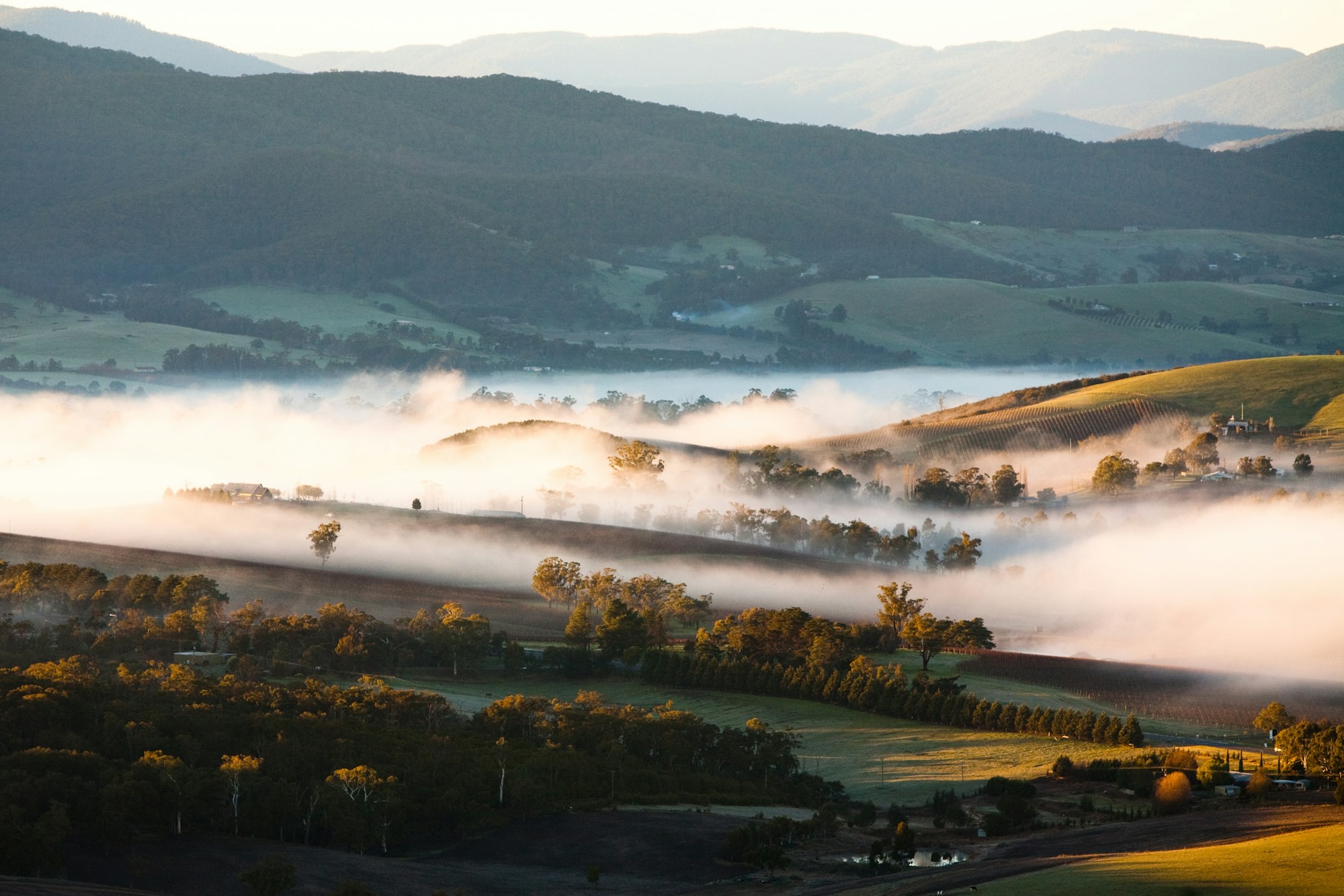 Yarra Valley Fog at Sunrise Yarra Valley Fog at Sunrise