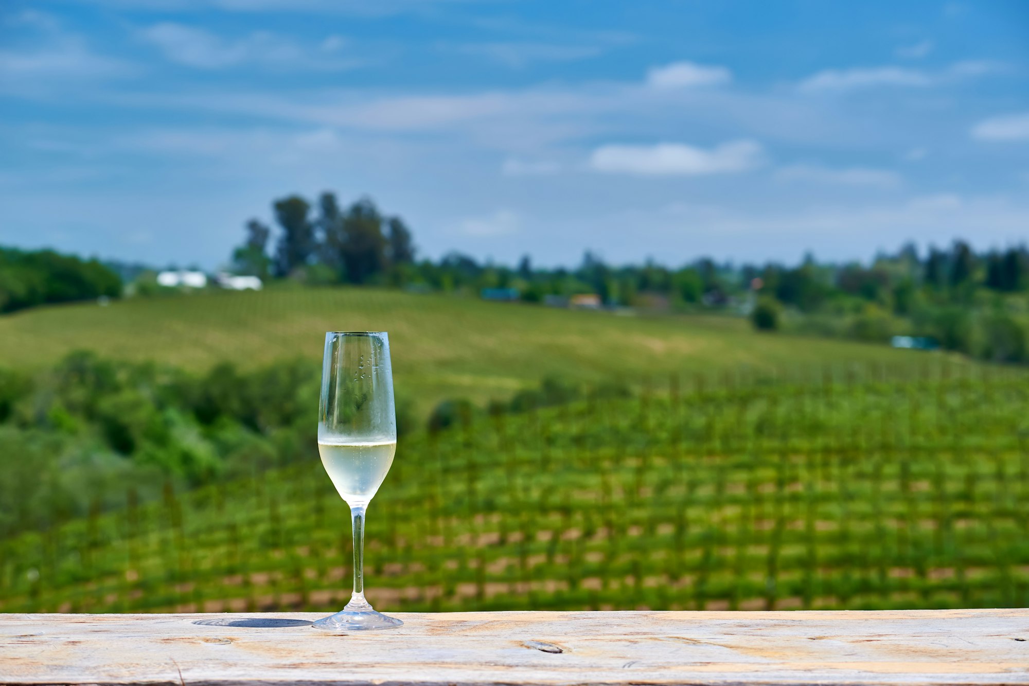 Glass of white wine and vineyards